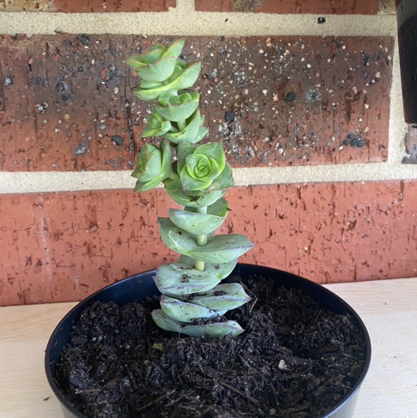 Photo of the plant species Crassula Rupestris by @tlord named Kevin Durant on Greg, the plant care app