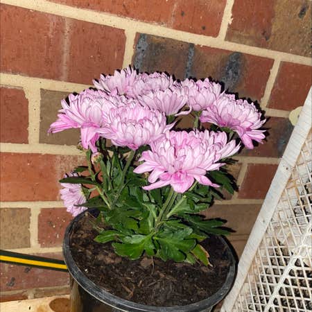 Photo of the plant species China Aster by Tlord named Karl Malone on Greg, the plant care app