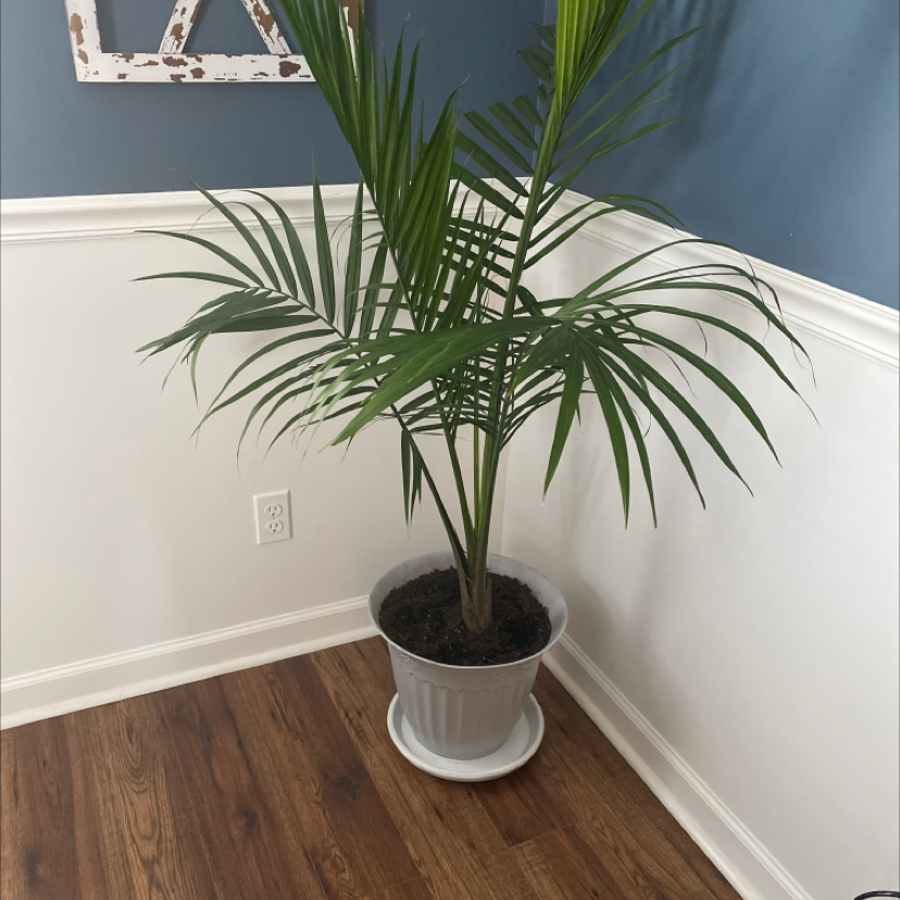 A healthy areca palm plant with green fronds in a white pot, sitting on a hardwood floor against a blue-gray wall.