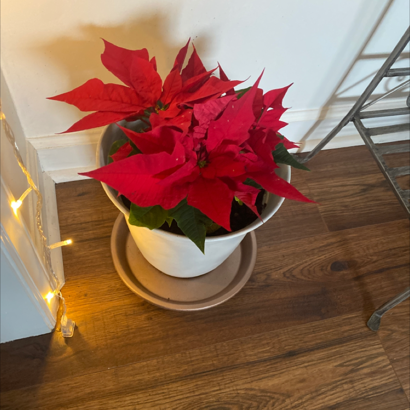 Potted Poinsettia plant with vibrant red leaves indoors on a wooden floor.