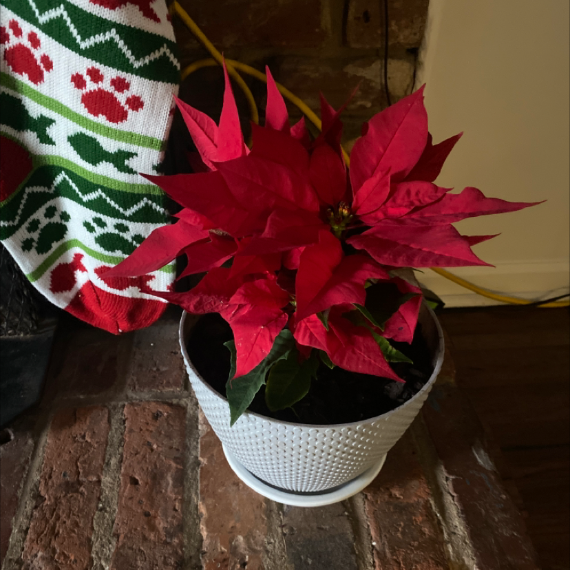 Poinsettia plant in a white pot with vibrant red leaves, placed on a brick surface.