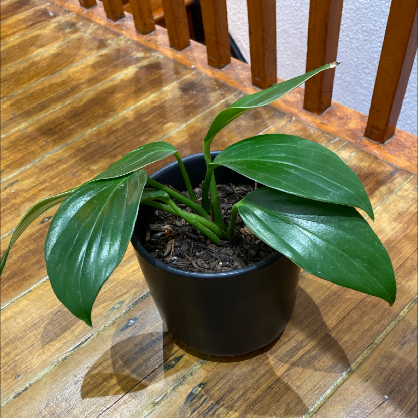 Dragon Tail Plant in a black pot on a wooden surface with glossy green leaves.