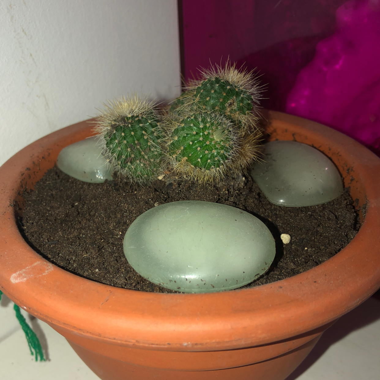 Arborescent Prickly Pear cactus in a terracotta pot with decorative stones.