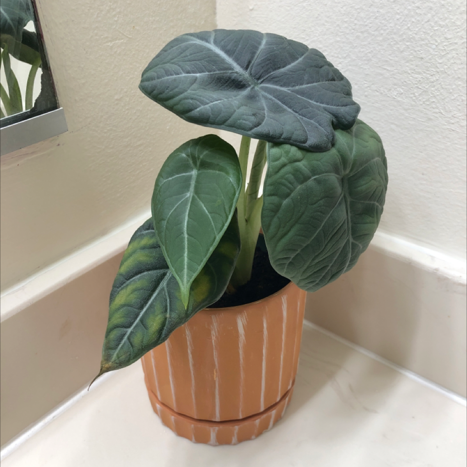 Alocasia 'Maharani' plant in a terracotta pot with one yellowing leaf.