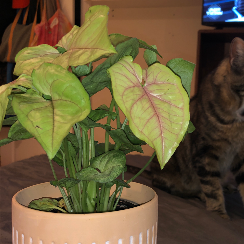 Arrowhead Plant plant photo by @lilsusbby named Peri♡Winkle on Greg, the plant care app.