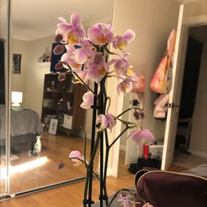 phalaenopsis orchid plant photo by @lilsusbby named Violet on Greg, the plant care app.