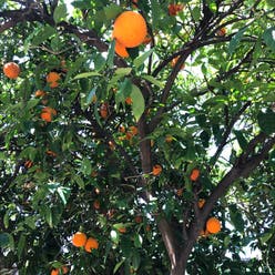 Orange Tree plant