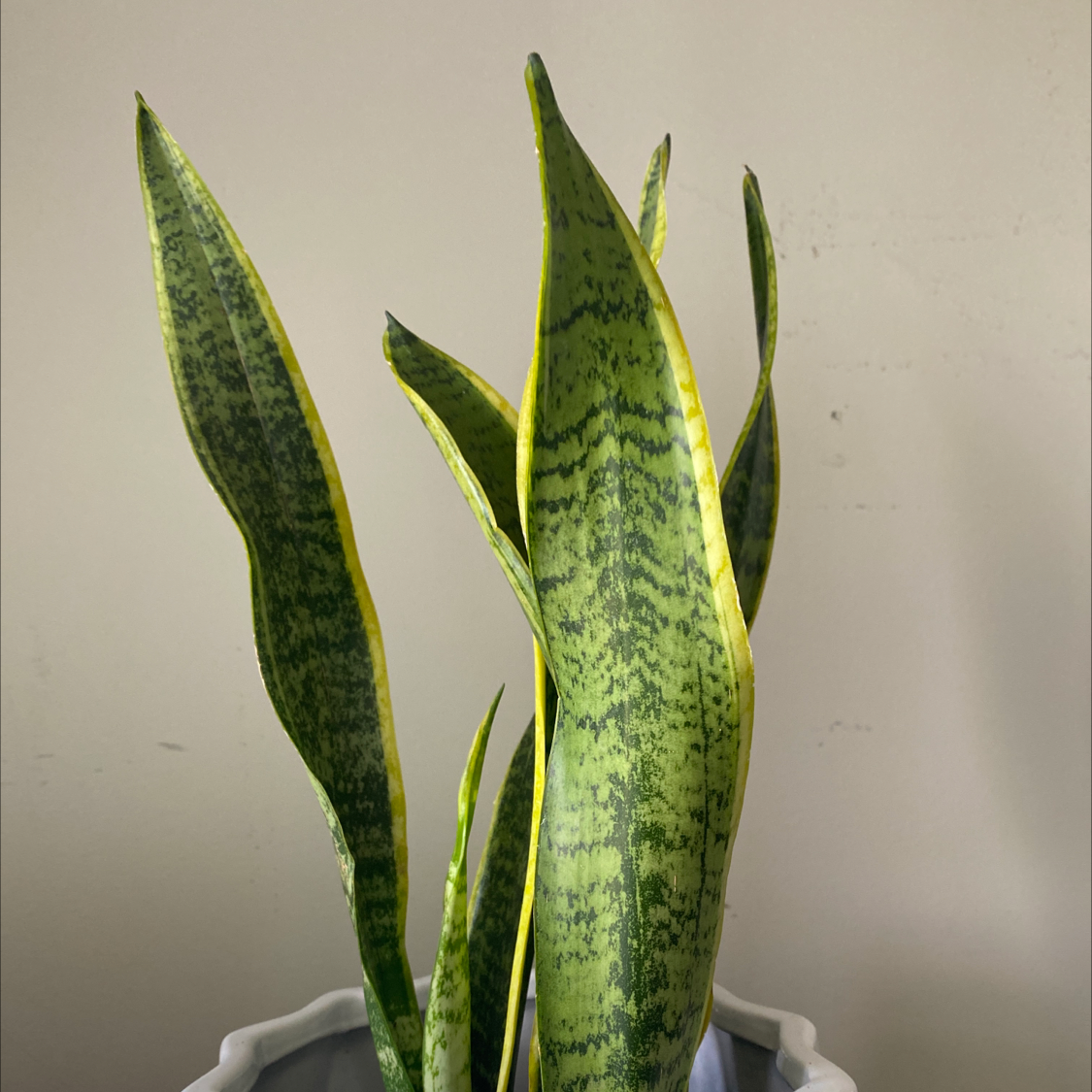 Snake Plant plant photo by @CatPickleZ named Pubba on Greg, the plant care app.