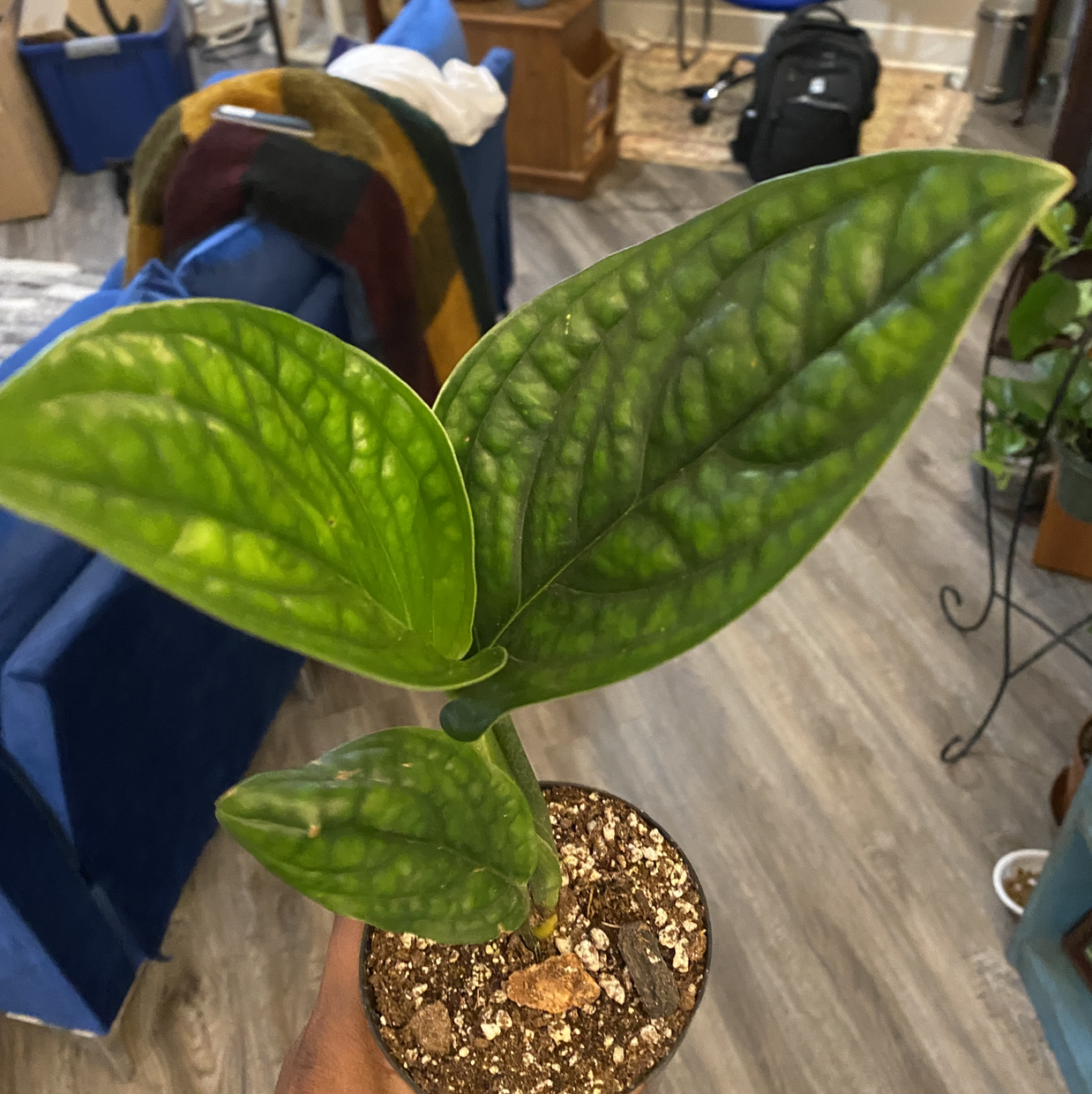 Window Leaf plant photo by @CatPickleZ named Kronk on Greg, the plant care app.