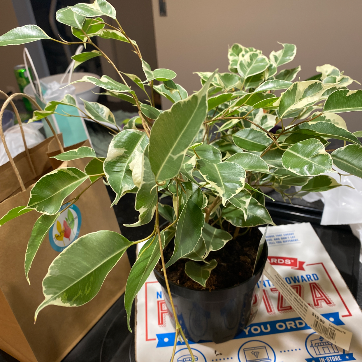 Weeping Fig plant photo by @CatPickleZ named Llorar on Greg, the plant care app.