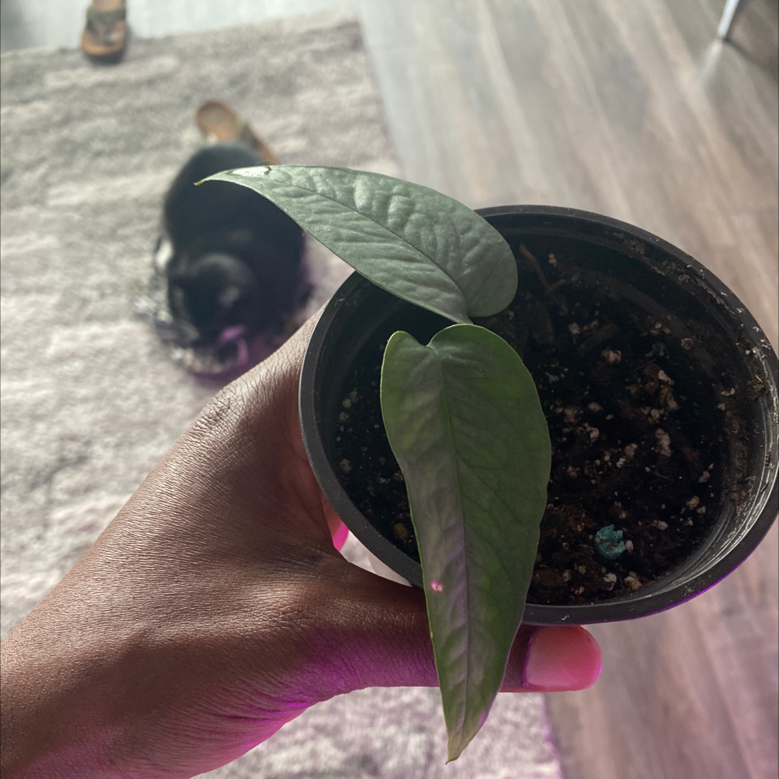 A Cebu Blue Pothos plant with two healthy leaves held by a hand, with visible soil.