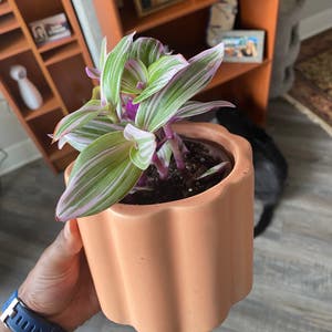 Tradescantia Nanouk plant photo by @CatPickleZ named Beeboobp on Greg, the plant care app.