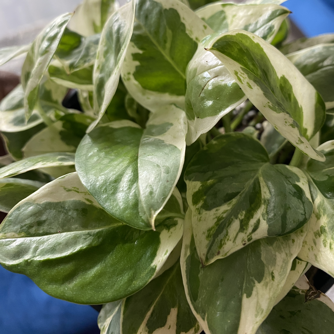 Pearls and Jade Pothos plant photo by @CatPickleZ named Kazaam on Greg, the plant care app.