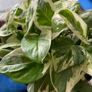 Pearls and Jade Pothos plant photo by @CatPickleZ named Kazaam on Greg, the plant care app.