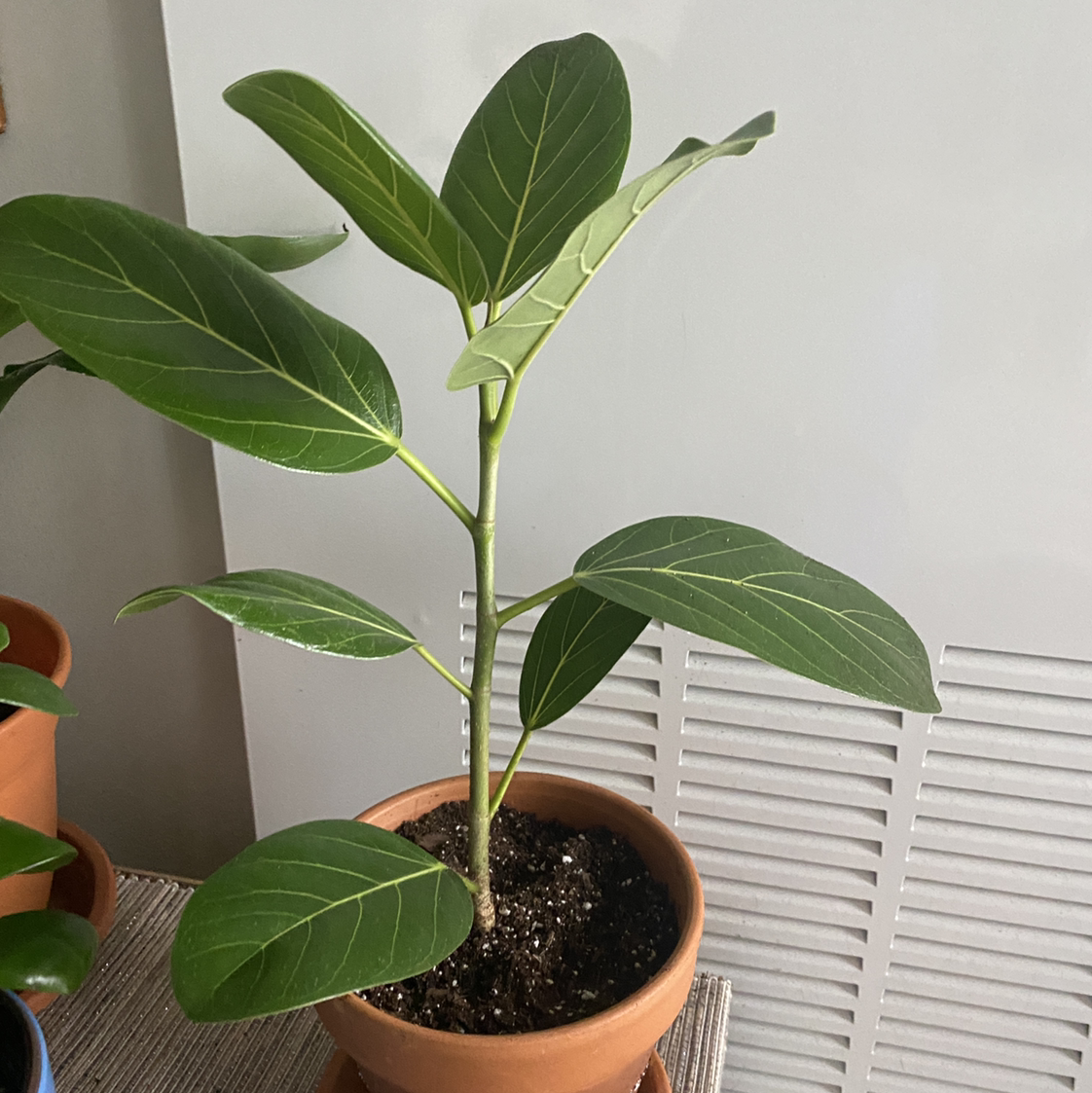 Photo of the plant species Audrey Ficus by @CatPickleZ named Dune on Greg, the plant care app