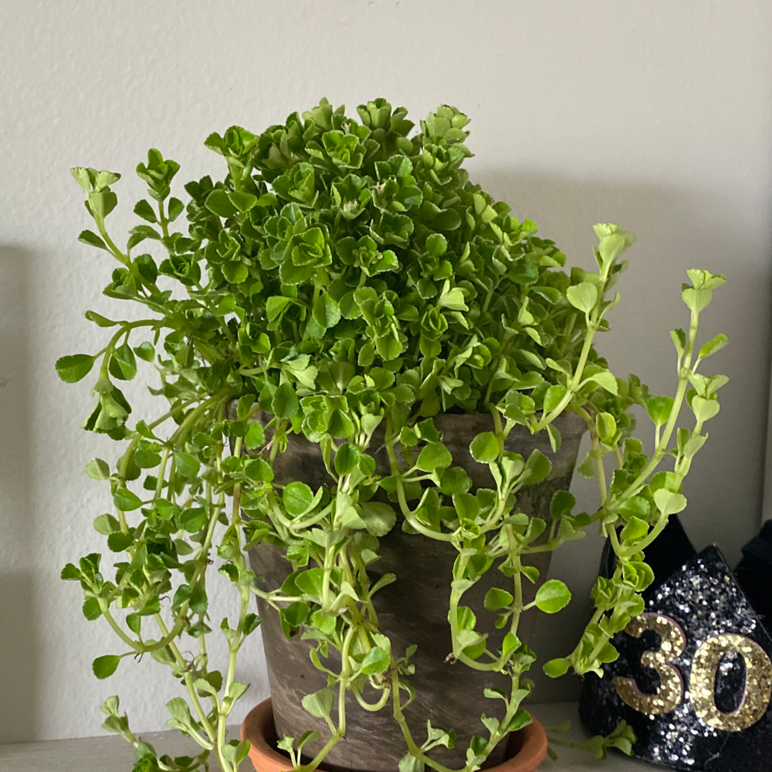 Baby's Tears plant photo by @CatPickleZ named Daphne on Greg, the plant care app.