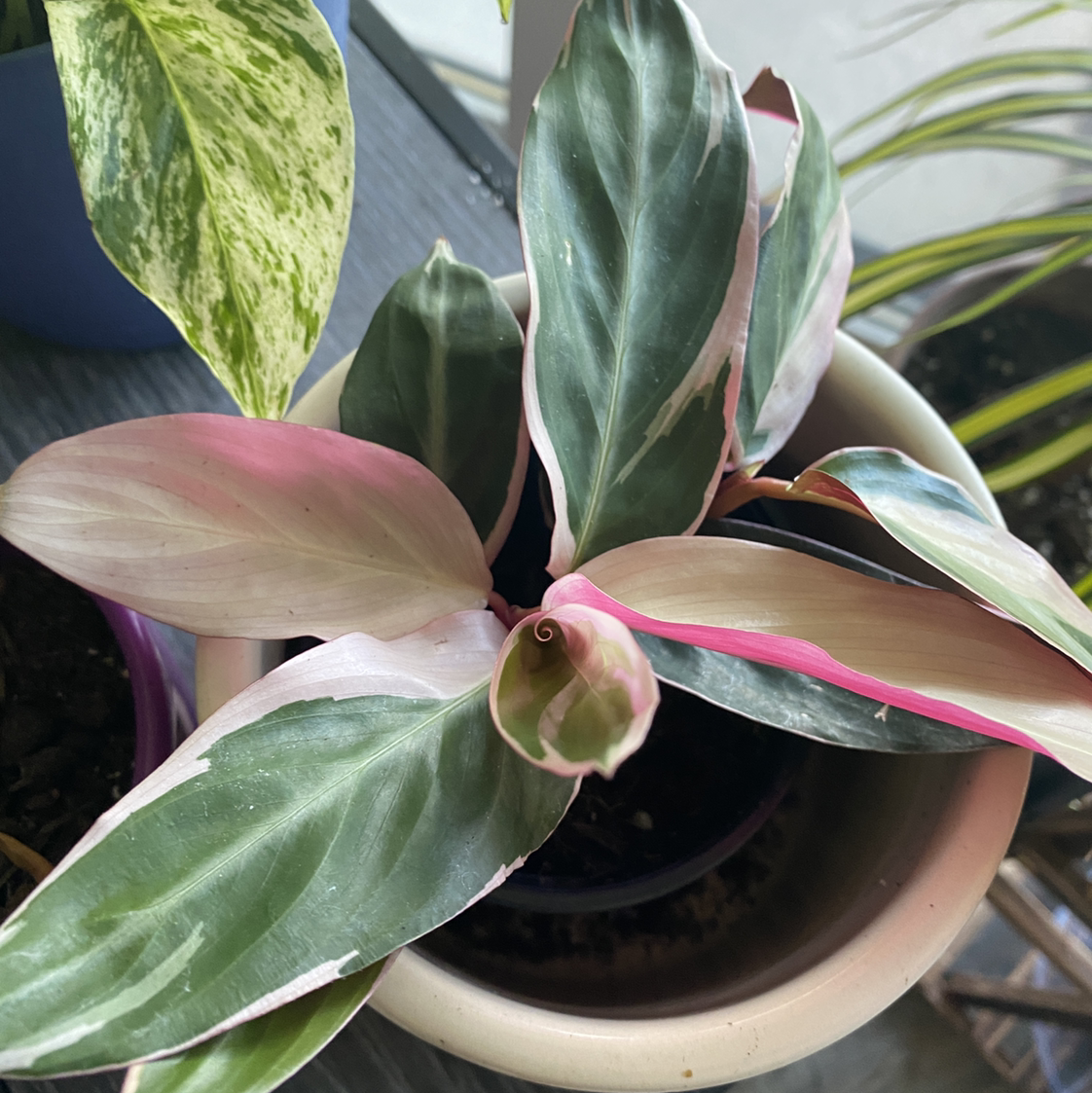 Triostar Stromanthe plant photo by @CatPickleZ named Stromboli on Greg, the plant care app.