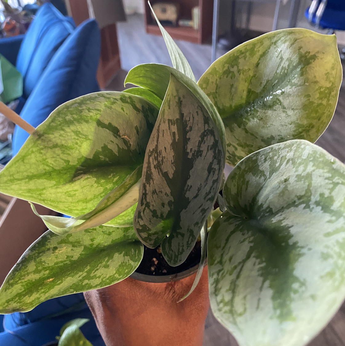 Silver Satin Pothos plant photo by @CatPickleZ named FancyPlantsy on Greg, the plant care app.
