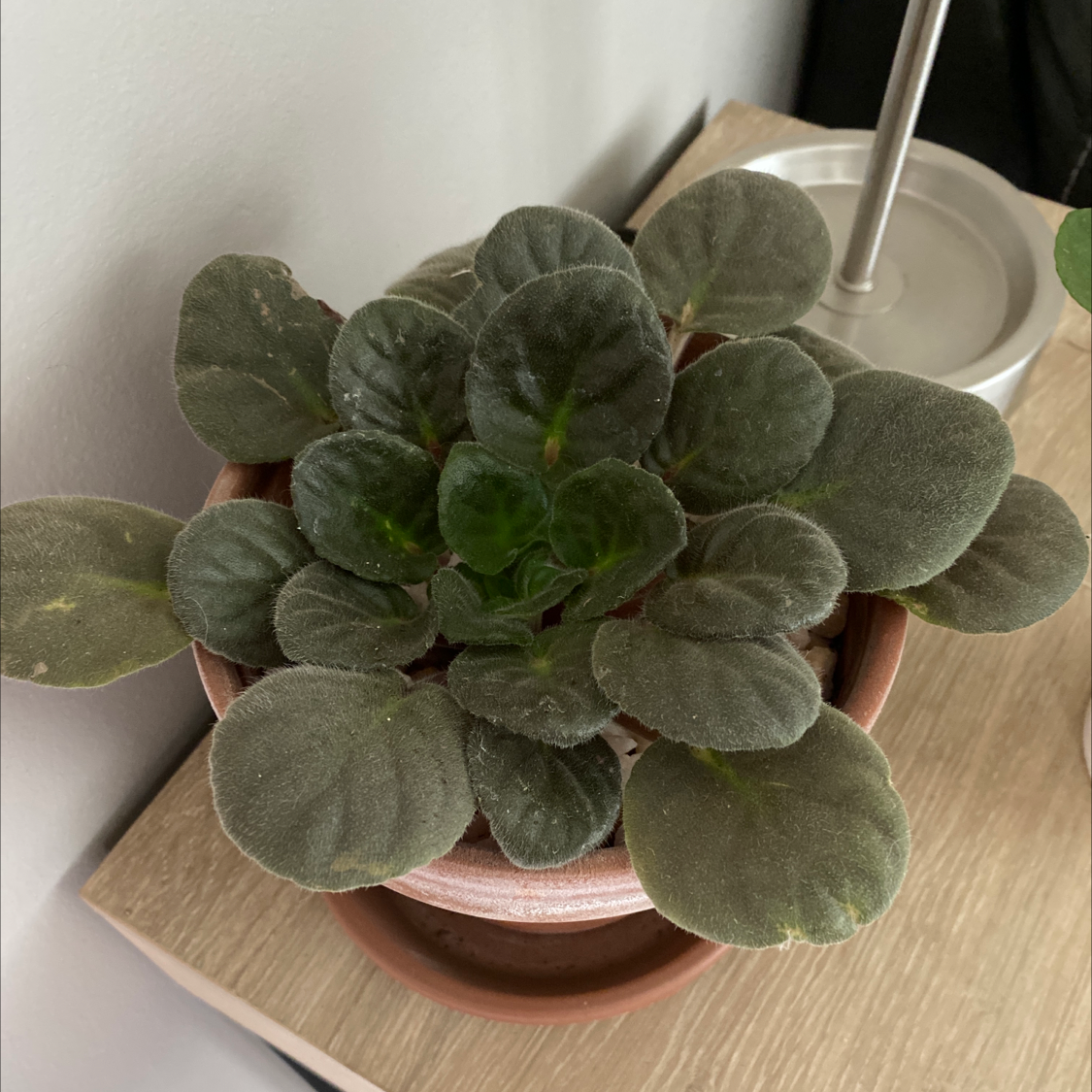 African Violet plant photo by @meetmagdalene named Rosie on Greg, the plant care app.