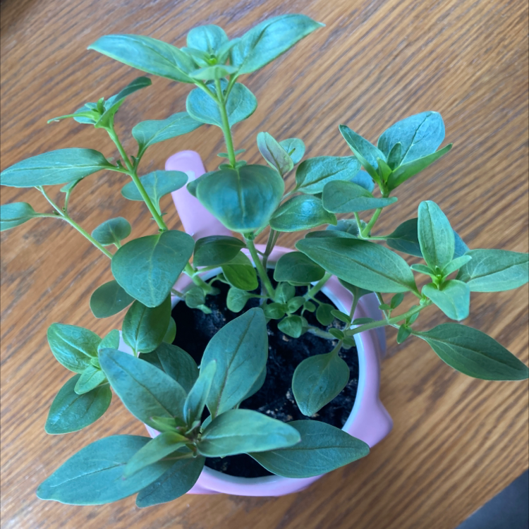 Potted Common Snapdragon plant with healthy green leaves.