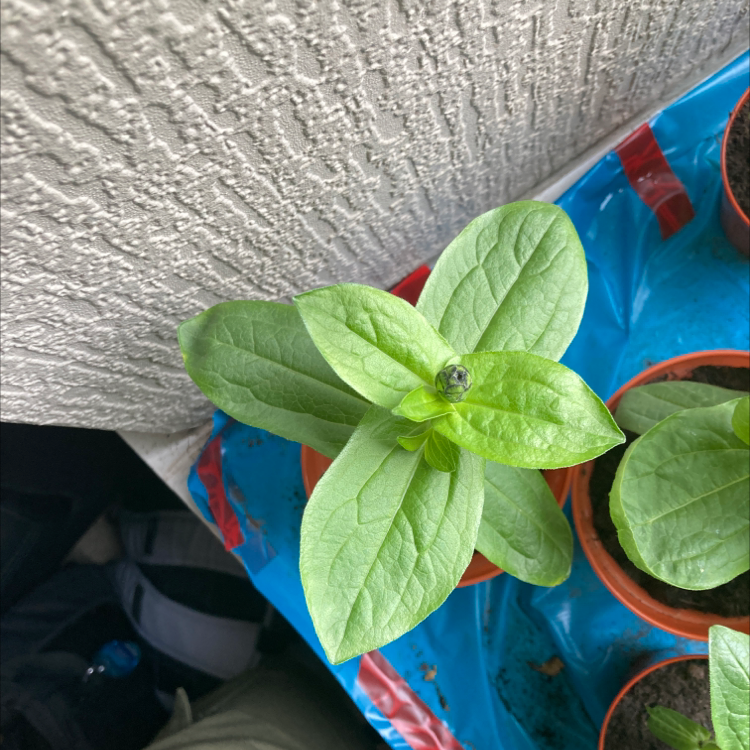 Young Common Zinnia plant with broad green leaves in a pot on a blue and red surface.