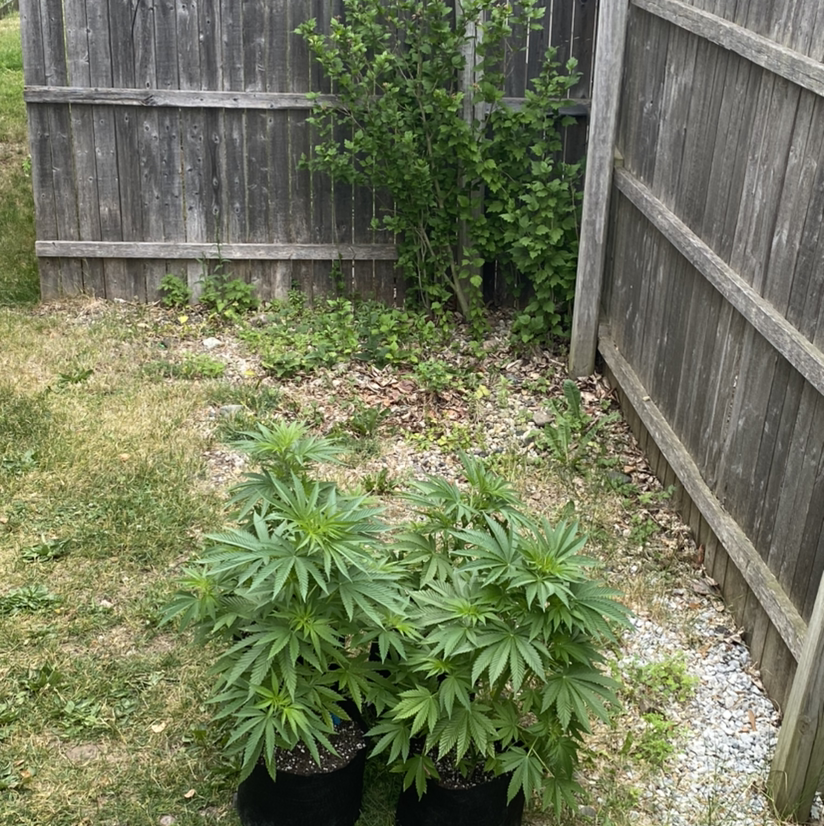 Marijuana plant photo by Francisco named Hybrid Indica on Greg, the plant care app.