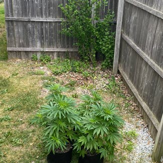 Marijuana plant in Kalamazoo, Michigan