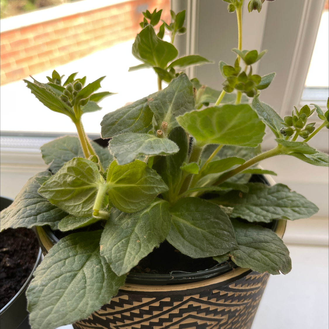 Photo of the plant species slipper flower by Yan named Slipper on Greg, the plant care app