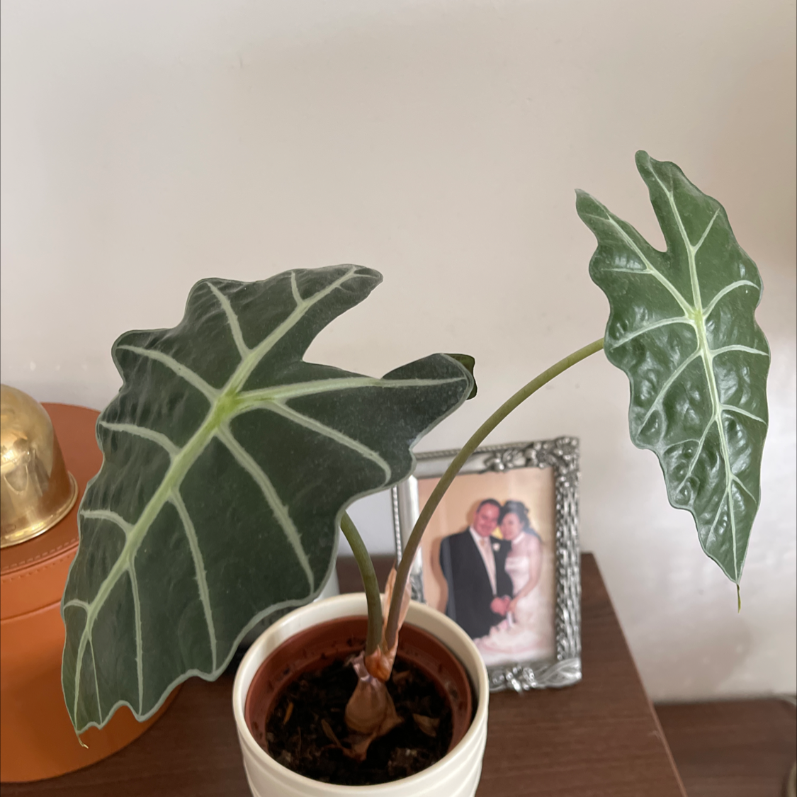 Photo of the plant species Kris Plant by Yan named Elephant on Greg, the plant care app