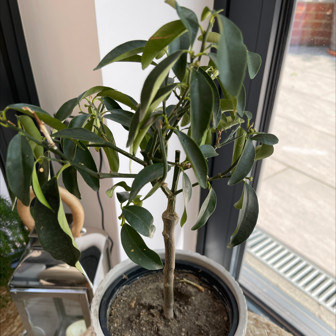 Potted Oval kumquat plant with dark green leaves near a window.
