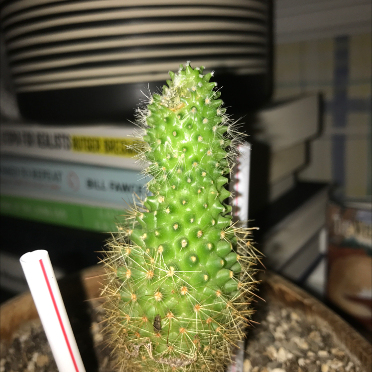 A healthy Golden Torch cactus with visible soil and spines, well-framed and in focus.