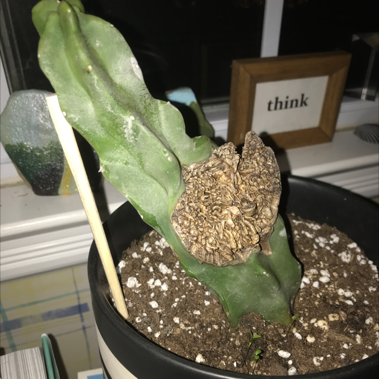 Dutchman's Pipe Cactus with browning and desiccation, soil visible, indoors near a window.