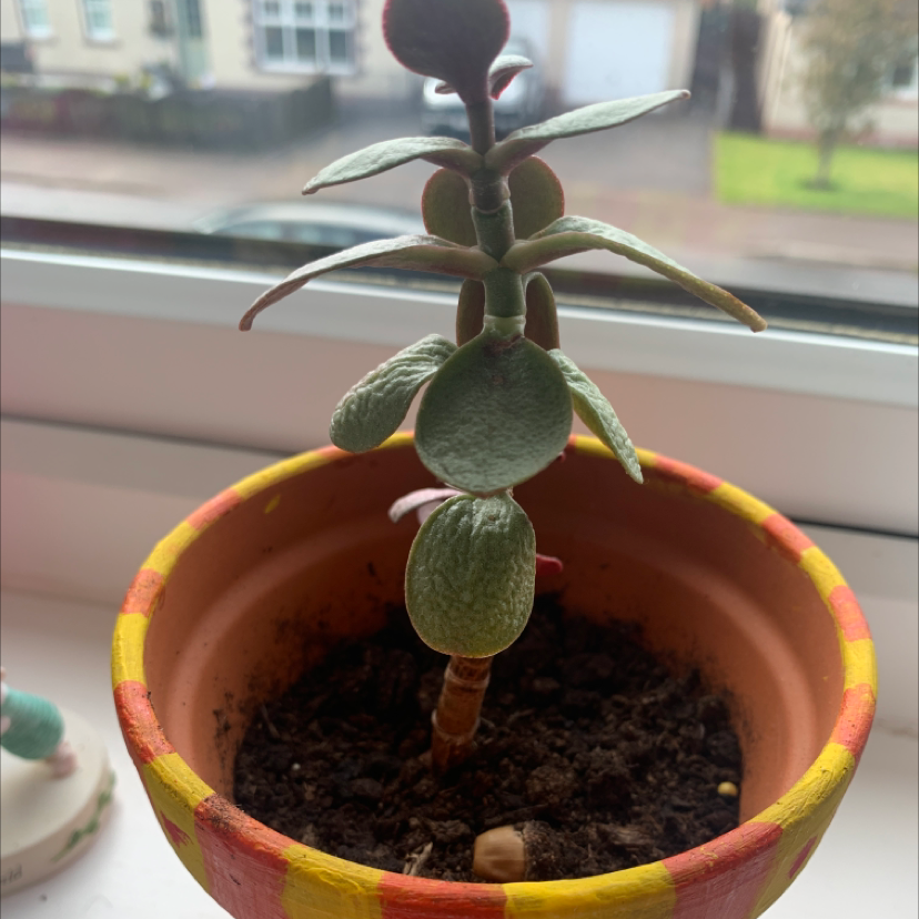 Crassula cotyledonis plant in a colorful pot on a windowsill.