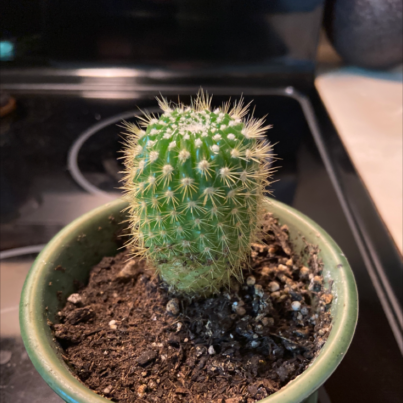 A healthy Silver Torch Cactus in a pot with visible soil.