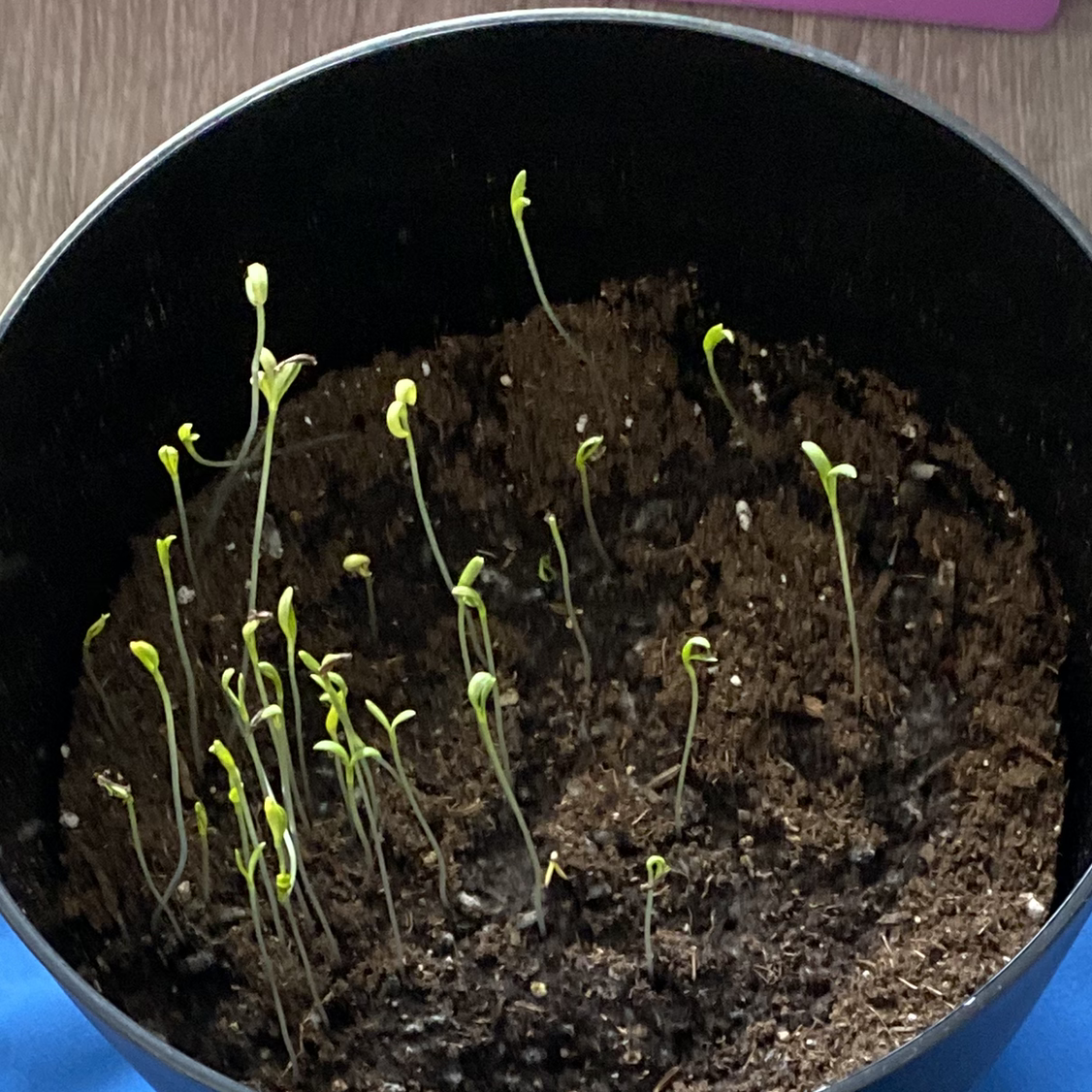 Photo of the plant species Chocolate Cosmos by Elsa named Winston on Greg, the plant care app