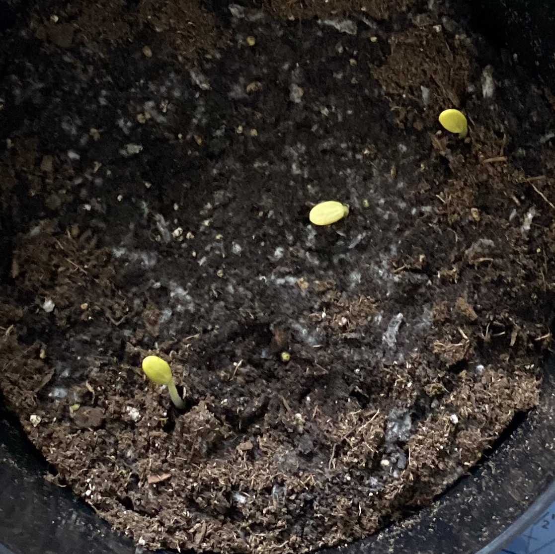 Pot with soil and three small watermelon seedlings with yellowish leaves.