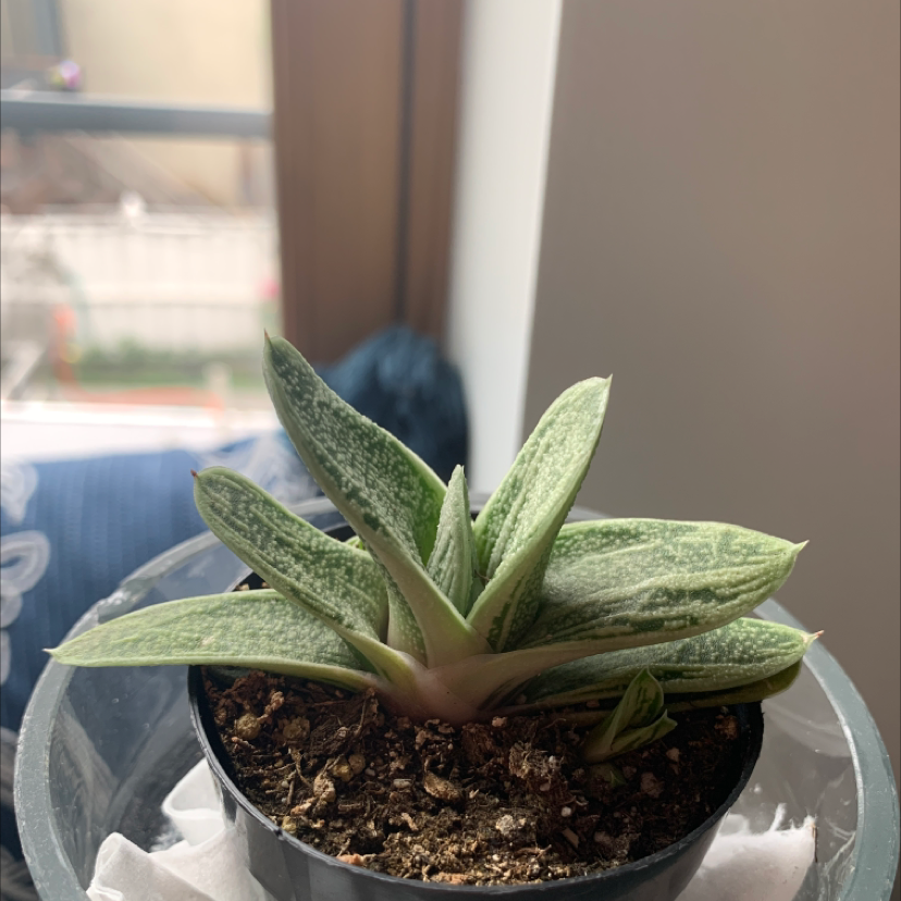Gasteria 'Little Warty' plant in a small pot with visible soil, well-framed and in focus.