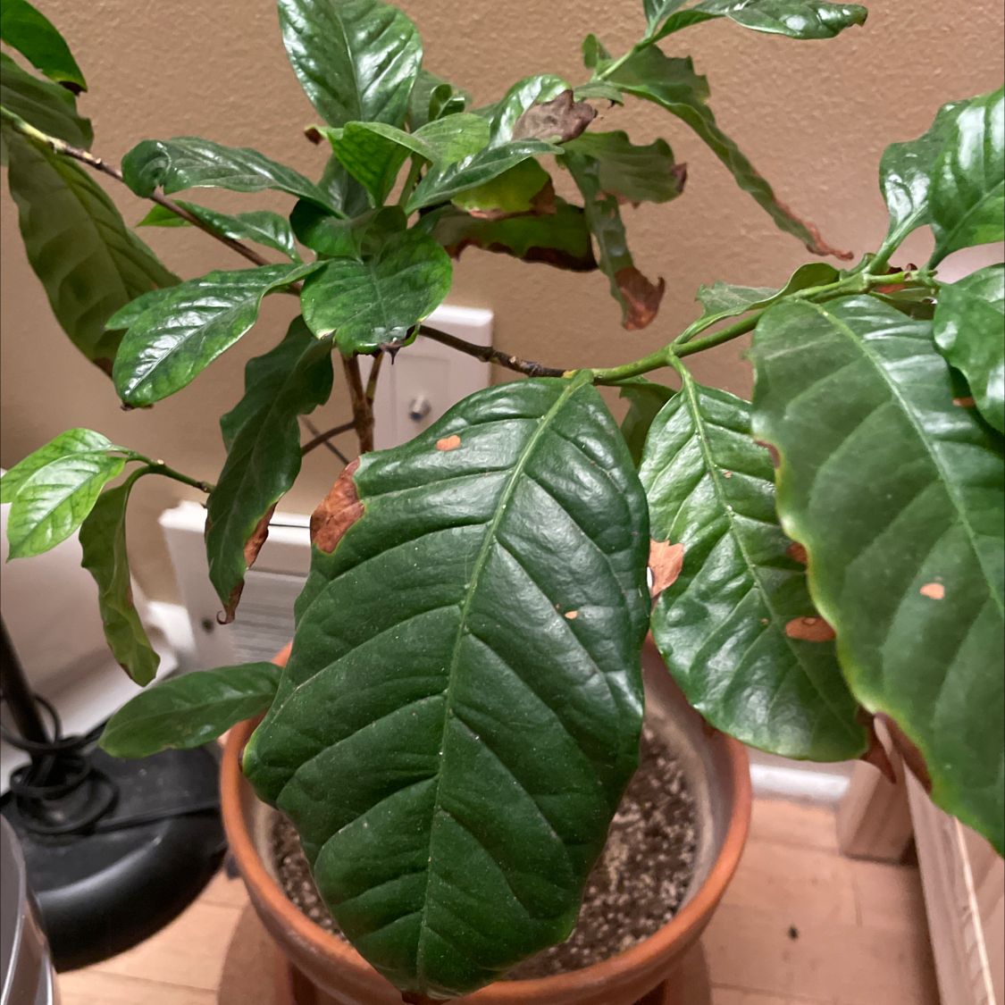 Healthy Arabian coffee plant with large glossy green leaves in a small brown pot, soil visible.