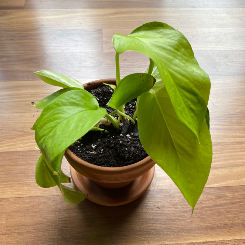 Potted Neon Pothos plant with bright green leaves on a wooden surface.