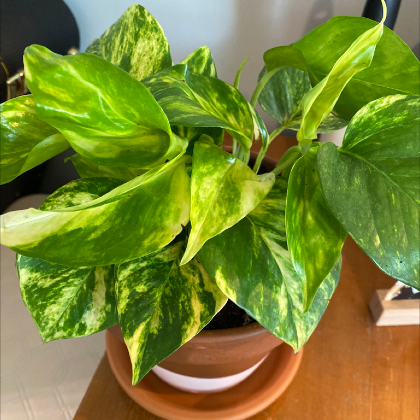 Marble Queen Pothos plant with variegated green and yellow leaves in a pot.