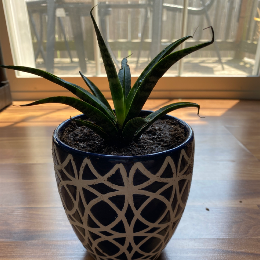 Dracaena 'Mikado' plant in a decorative pot with visible soil, well-framed and in focus.