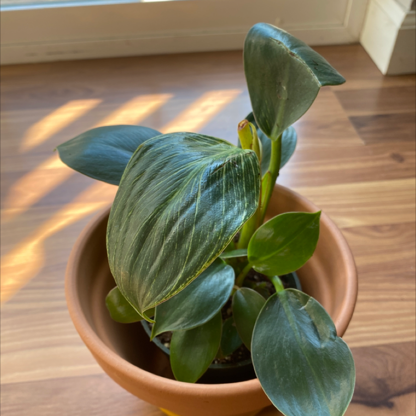 Philodendron Birkin plant in a terracotta pot with healthy green leaves.