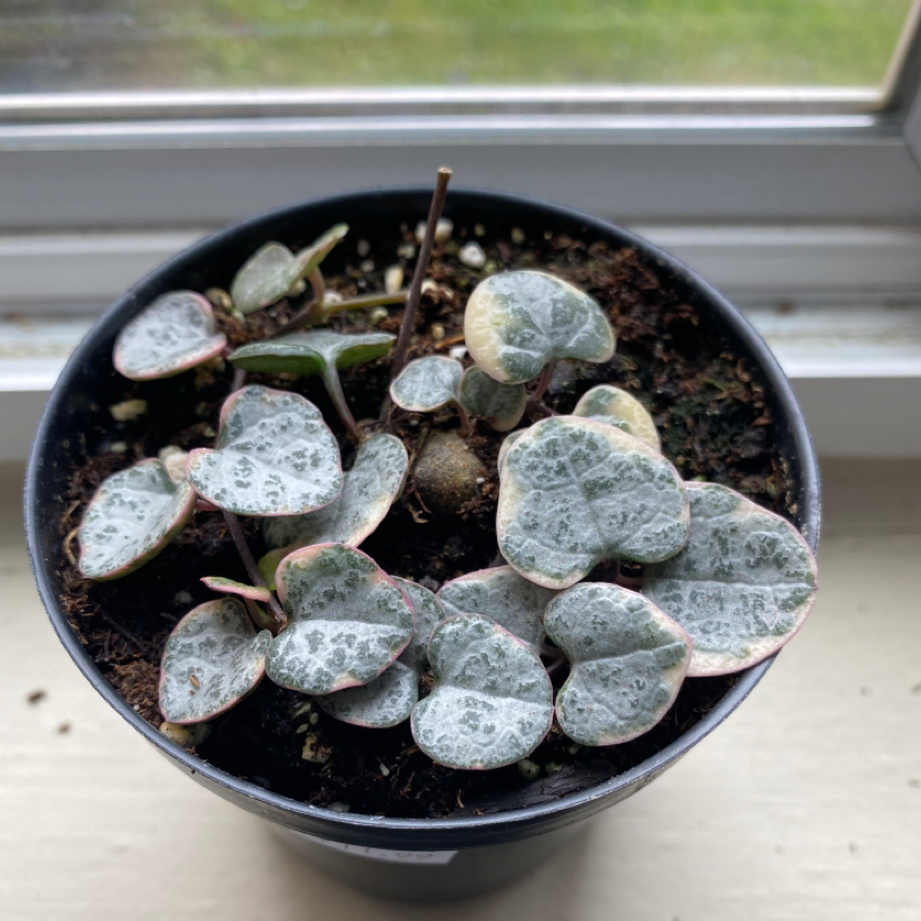 Photo of the plant species Variegated Homalomena by @gracegrows named Saint on Greg, the plant care app