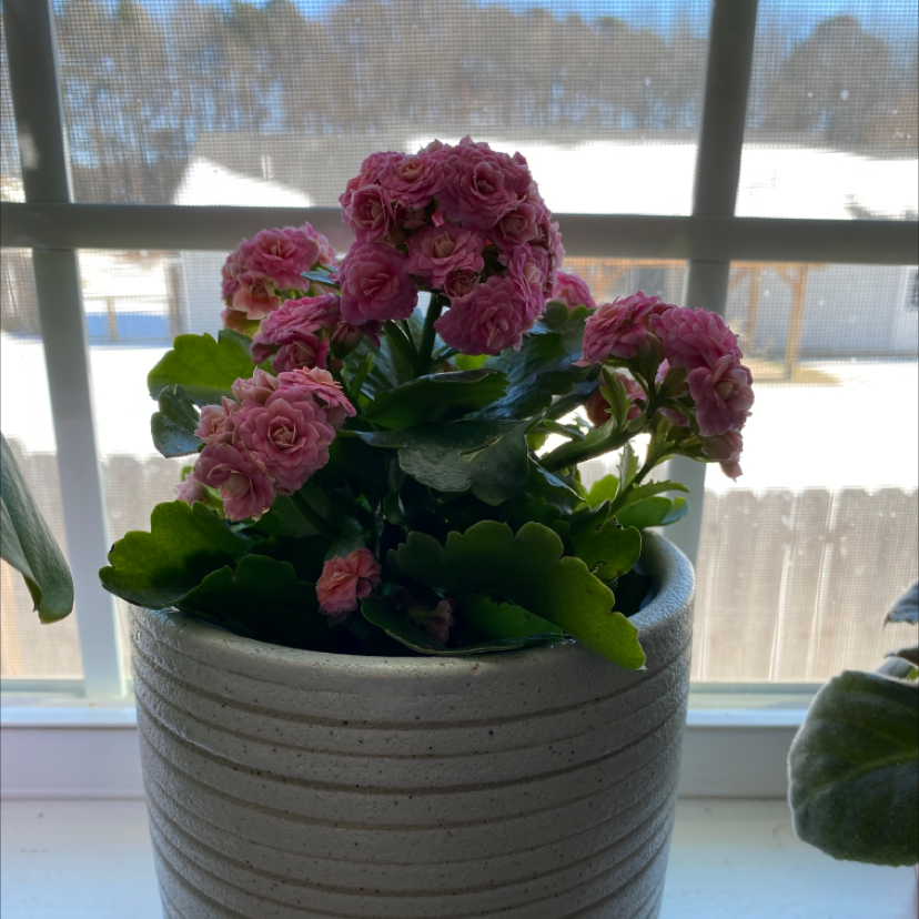 Healthy potted Kalanchoe plant with vibrant magenta flowers, situated on a windowsill with snowy scene visible outside.
