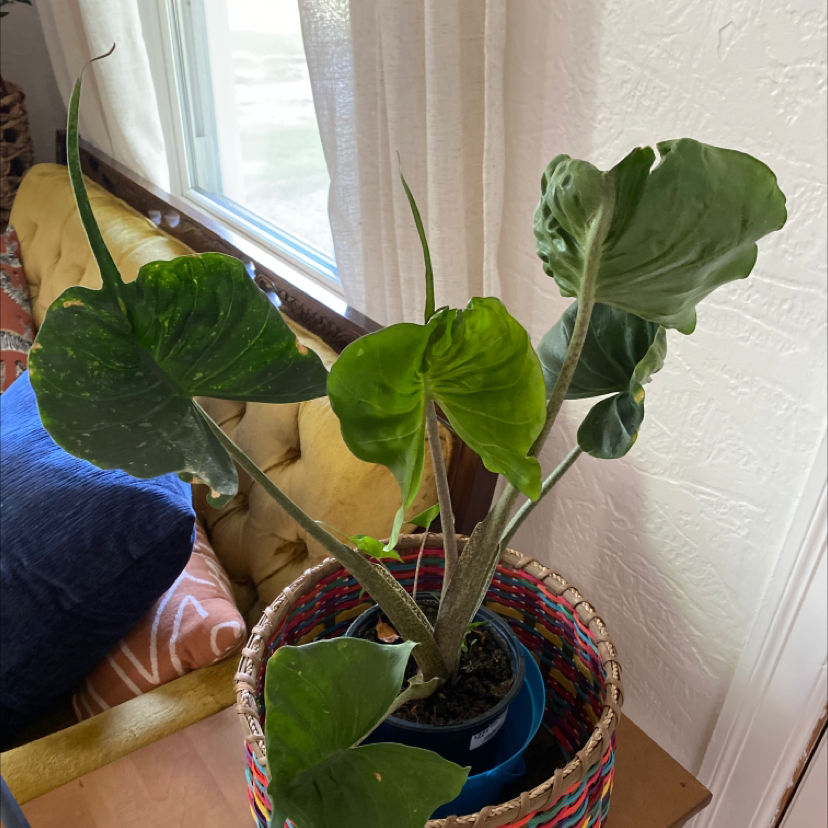 Stingray Elephant Ear plant in a colorful woven basket, placed indoors.