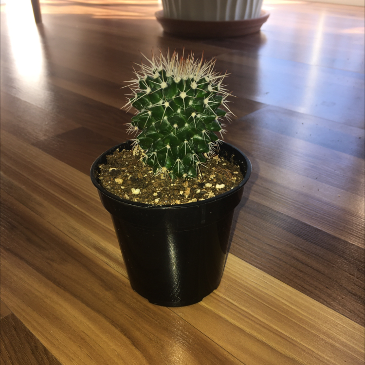 A healthy, green Simpson hedgehog cactus with dense spines, potted in a black container on a wooden table.