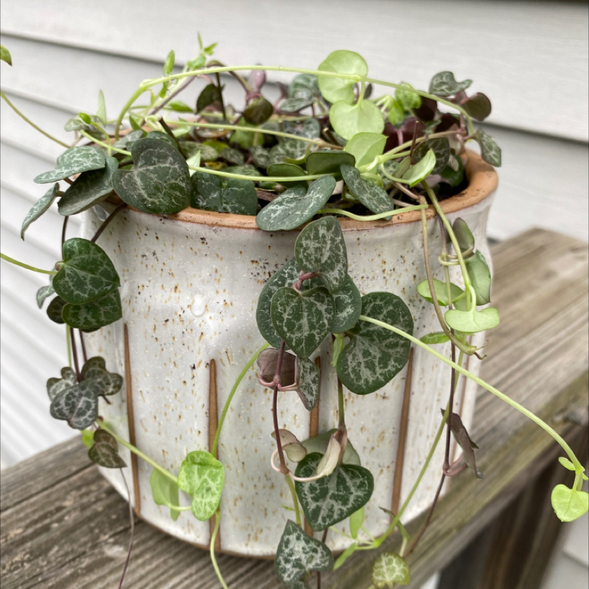 Photo of the plant species String of Hearts by @gracegrows named Ivory on Greg, the plant care app