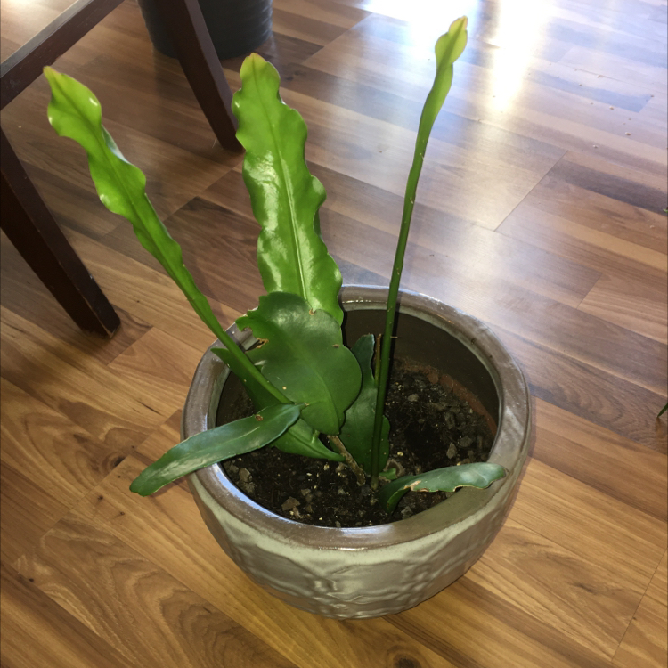Dutchman's Pipe Cactus in a pot on a wooden floor with visible soil.