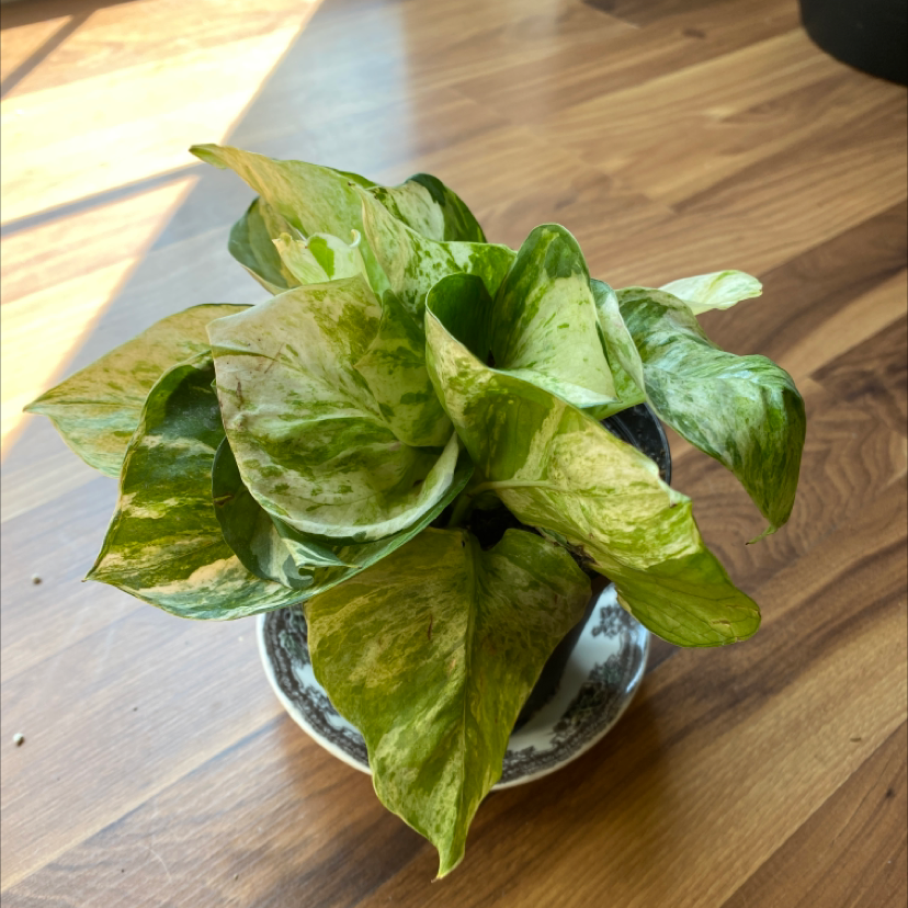 Manjula Pothos plant with variegated leaves, some yellowing and browning, in a decorative pot on a wooden surface.