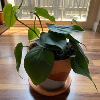 Heartleaf Philodendron plant in Harrisburg, Illinois
